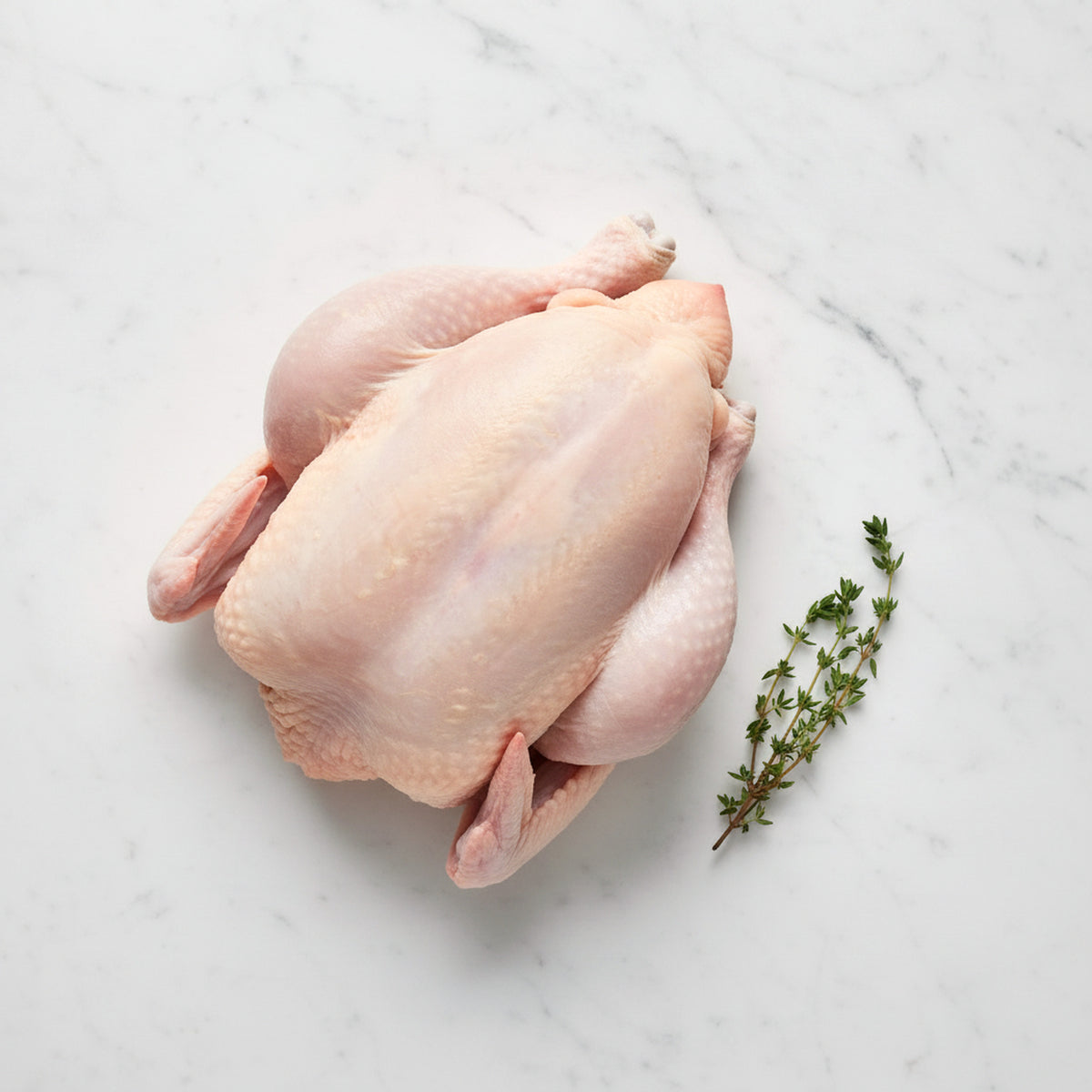 Whole raw pullet stewing hen with a thyme sprig on white marble
