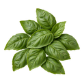 TK Pre-Checked Basil (2 oz)